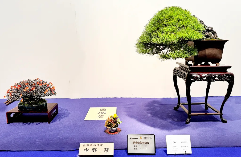 Japanese black pine award winner at the 98th Kokufu ten, 2024, photo by Wm. N. Valavanis