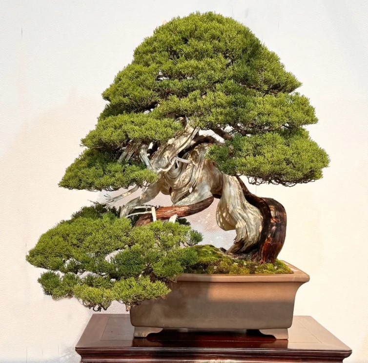 Sargent juniper award winner at the 98th Kokufu ten, 2024, photo by Wm. N. Valavanis