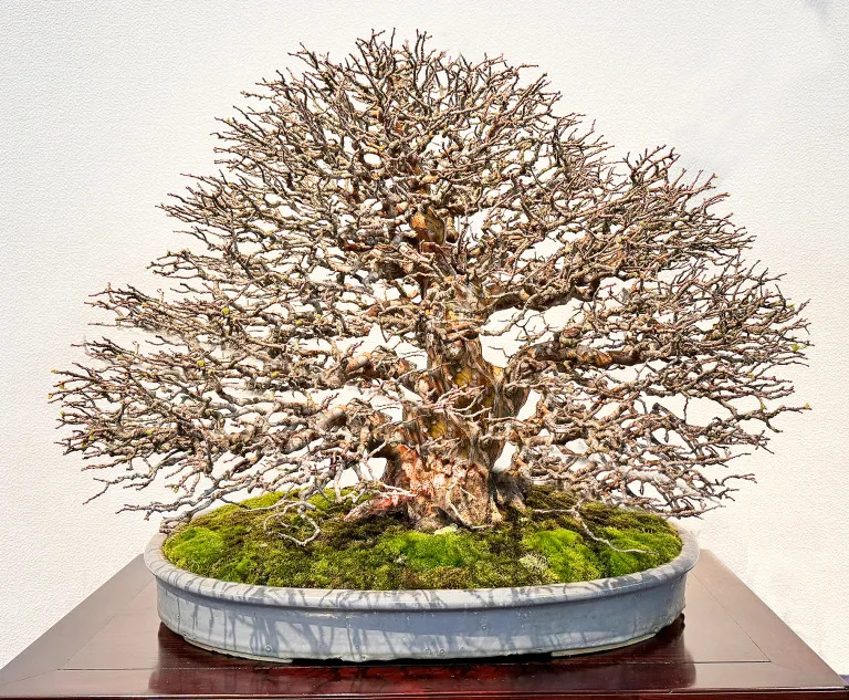 Chinese quince award winner at the 98th Kokufu ten, 2024, photo by Wm. N. Valavanis