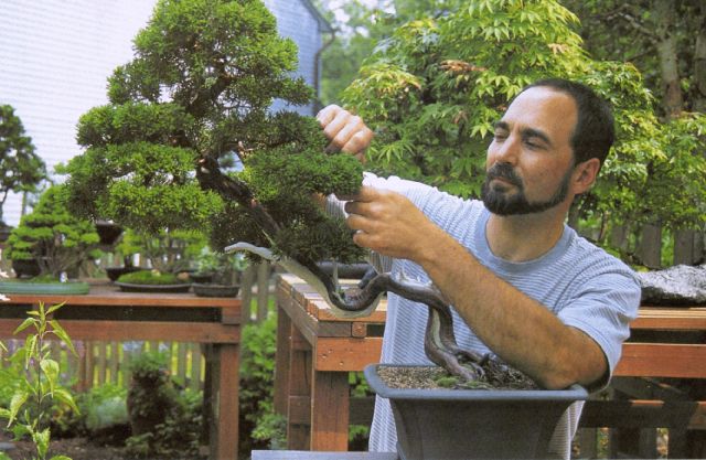 Cao thủ Bonsai người Mỹ – Michael Persiano