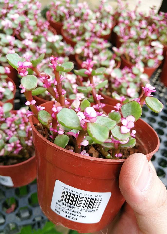 Portulacaria Afra Variegata Toxic